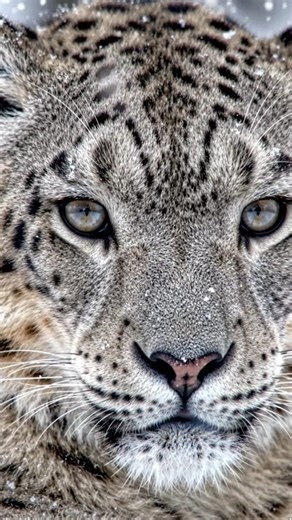 The Ghost of the Mountains: Snow Leopard in 4K (Cinematic)