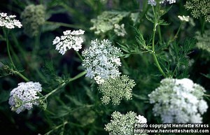 Cnidium monnieri - Alchetron, The Free Social Encyclopedia