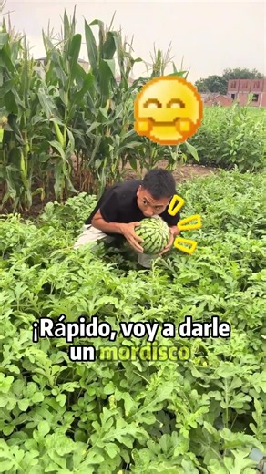 ¡Este melón está destinado a no ser comido！#comedy #funny #humor