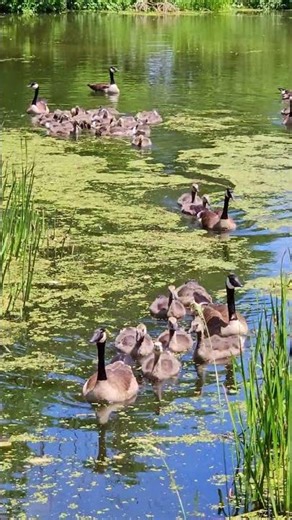 Flock of Canada Geese Swimming in Water Pond #shorts #nature #wildlife