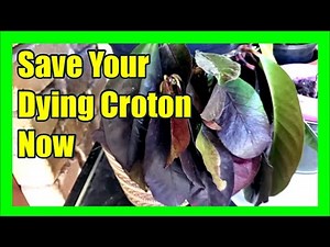 How to Revive a Dying Croton: How To Save Overwatered Dying Croton Plant
