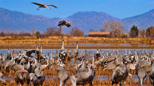 A massive bird migration filling the skies in New Mexico