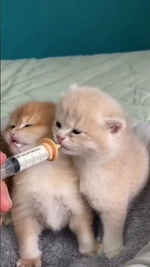 so cute 🍼🐾😻#cat #cuteanimal #kitten #shorts