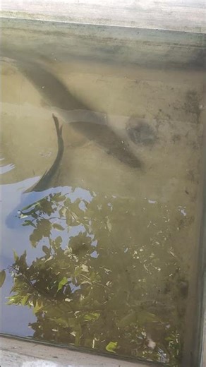 Alligator Gar (Alligator Fish) – An Ancient Predator That Still Lives Today!