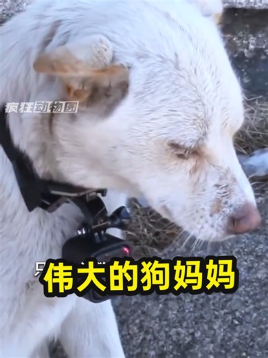 Wee Chee Beng (@wee.chee.beng)’s videos with original sound - Wee Chee Beng