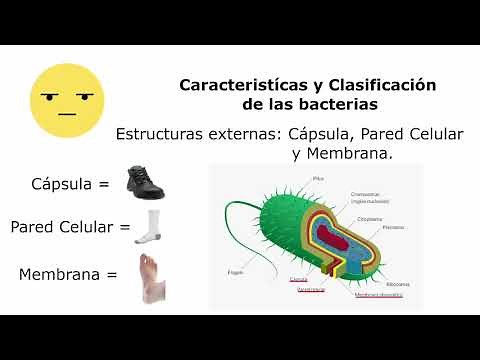 Microbiología Sesión 3: Características y Clasificación de Bacterias