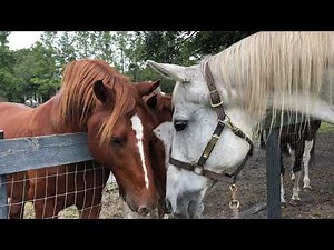 Stallion and Mixed Gender Herd Greet a Visiting Gelding