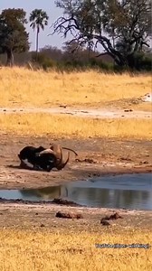 3.1M views · 51K reactions | Sabel antelope fends off attacking lioness | La vida de lo primitivo | Facebook