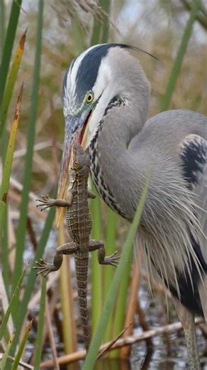 A breathtaking wildlife photography scene of a Great Blue Heron standing in a marshland #shorts