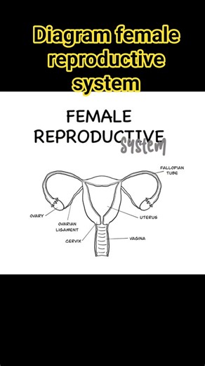 female reproductive system diagram class10#cbseboard