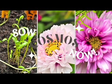 🌸 How to Grow Cosmos from Seed | Easy, Beautiful & Relaxing Garden Vibes