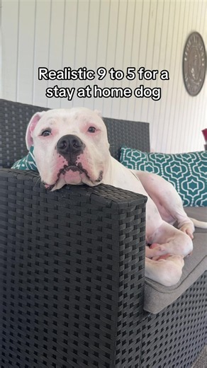 Realistic 9 to 5 for a Stay-at-Home Dog — Funny Day-in-the-Life