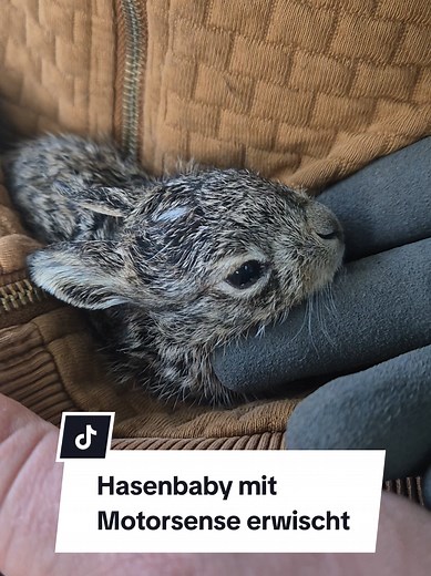 Ich passe immer so gut auf. Ich suche auch die Stellen vorher ab die ich Mähe und trotzdem habe ich eines der kleinen Hasenbabys erwischt. Sorry kleines Baby😭💔 Ja auch in meinem Leben ist nicht immer alles rosa rot😢 #hase #rabbitsoftiktok #wildtiere #schäferhund #farmlife