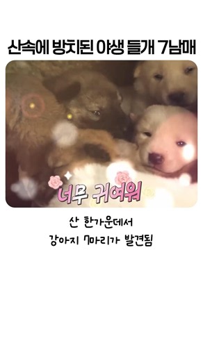 Stray mother dog turns wild: A breathtaking rescue operation using her 7 puppies as bait