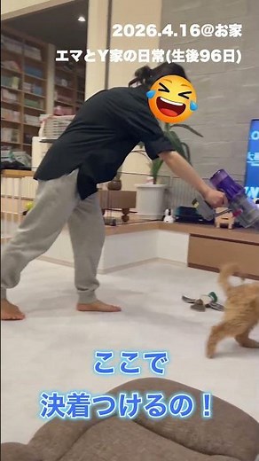 追いかけ回してた犬、ついに悟る😇 #オーストラリアンラブラドゥードル