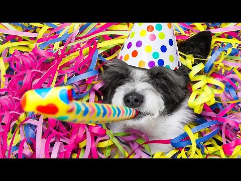 Dog Birthday Party Ideas: 3 Easy Ways to Celebrate Your Dog’s Birthday