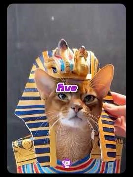 5 oldest cat breeds #cat #cats