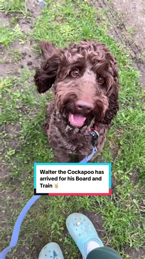 Training Walter the Cockapoo: Board and Train Experience