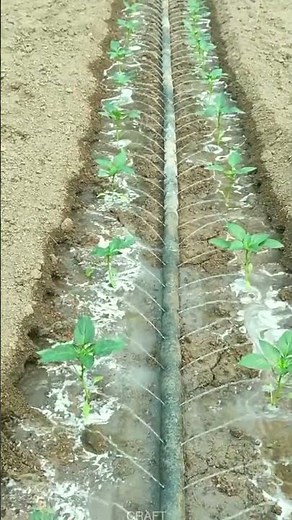 Game-Changer! Veg Seed Drip Irrigation – Water Smart, Grow Fast!