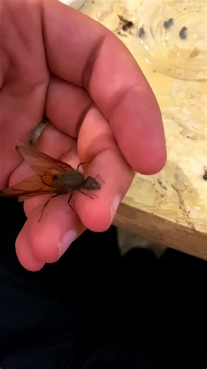 Insectopia on Instagram: "The Ant Life Cycle is surprisingly complex — way more than you’d expect 🐜😳 #insectopia #insects #insectsofinstagram #bugs #wildlife #ANTS"