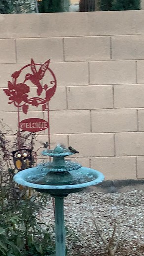 Cute little Anna’s hummingbirds enjoying my fountains - Arizona | Lisa Meyers Swanson