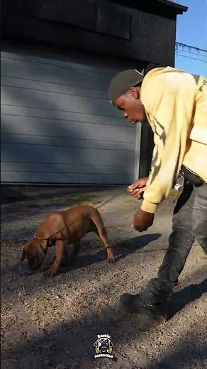 Part 2 of Leash Training 101 #boerboelpuppy #boerboels #dogtrainingtips