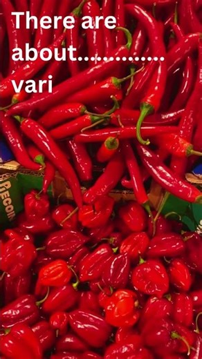 #chili #varieties of chili #varities of chili in the world #why leaves are green #punjab
