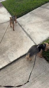 I come on vacation and still walk dogs 🥰 | Nicole Randall