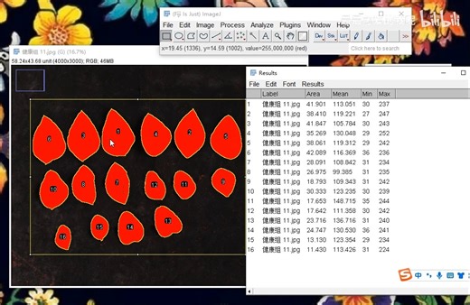 11【Imagej】--植物叶面积测定 (threshold)