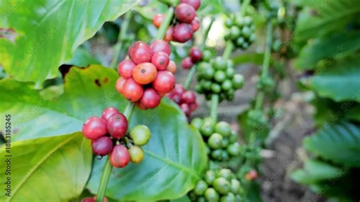 Close-up view of fresh, ripe coffee cherries on a coffee plant, a symbol of origin and a coffee culture