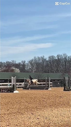 My little Milo pony 🥔 from BEST show