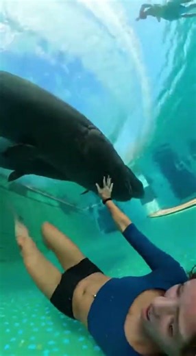 Waterslide into pool full of giant fish #funny #memes