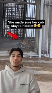 The Incredible Lives of Tiger Moms and Their Cubs