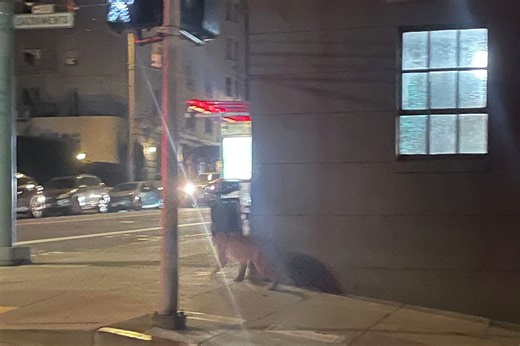 S.F. mountain lion tranquilized, will be released into wild