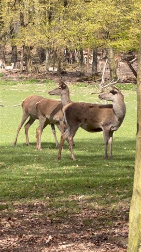 This Place in Germany Feels Unreal 🦌 | Relaxing Walk 4K (Subscribe for More)