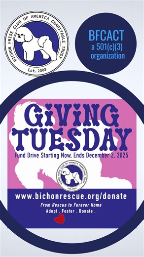BFCACT’s GIVING TUESDAY CAMPAIGN BEGINS TODAY! Our abandoned, surrendered and stray Bichons need you more than ever before. We have taken in a record number of dogs this year, and sadly it just doesn’t stop. Your donations to our Giving Tuesday drive, kicking off today and running through December 2, will go a long way in helping us cover required medical expenses for these precious pups who can’t help themselves. They are relying on us for a happy and healthy forever after - but we can’t do it 