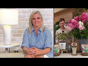 Roberta's Proven Winners Little Quick Fire Hydrangea Flowering Shrub on QVC