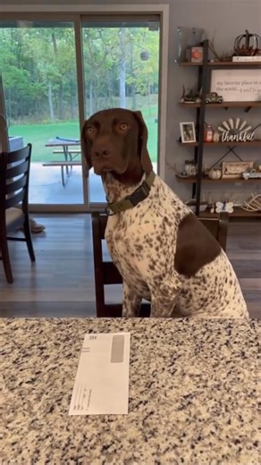 186K views · 2.4K reactions | Great photography殺 | German Shorthaired Pointer Lovers | Facebook