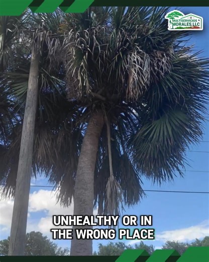Palm Tree Removal Services Palm tree removal requires precision and care to protect both your property and surrounding landscape. Whether the tree has grown too large, become diseased, or poses a safety risk, expert handling ensures a smooth and safe process. It’s a thoughtful approach that clears space while maintaining the beauty of your outdoor environment. Call Now 📞(813) 516-4978 ☎️(813) 454-5190 📲(813) 410-9137 🔗 Visit Our Website To Learn More! https://moralesmultiservicesfl.com/ . . #