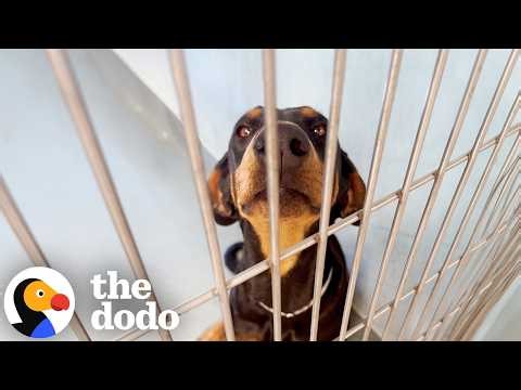 Stray Dog Begging For Love Gets Adopted By Family of Lookalikes | The Dodo