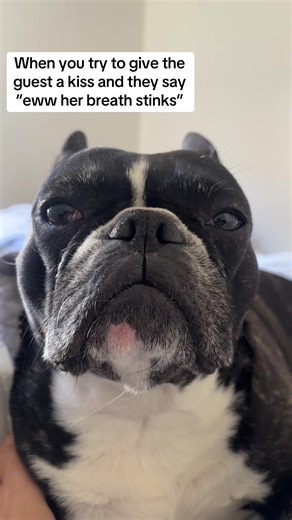 Funny Dog Reactions to Kisses from Guests