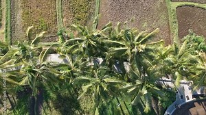 drone descends above palm trees, approaching very close in sunny weather in ubud in bali indonesia, against the backdrop of rice fields, shooting vertically down