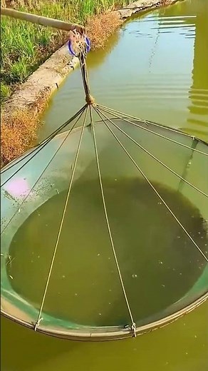 Breeding process of the freshwater ornamental fish