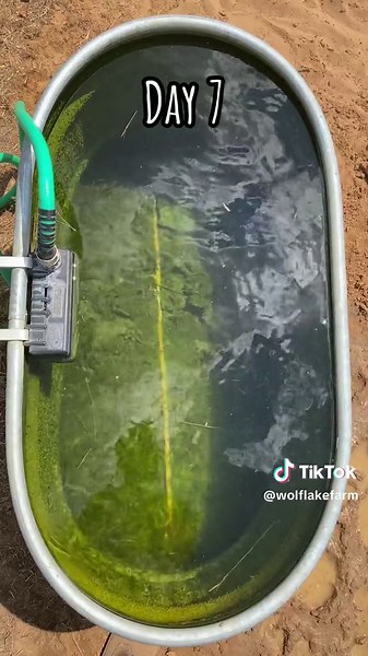 The copper rod cleared the algae by day 7. #copper #algae #experiment #results