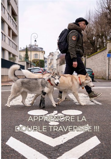 Je vais vous montrer comment j’apprends à ma chienne Mizumi à traverser un double passage piéton 🙂 Et vous allez voir que pour ma chienne ce n’est pas forcément facile, car pour elle quand on traverse… on traverse vraiment. 🙂 Donc… vous allez voir que il va falloir mettre en situation, constater et recommencer 🙂 C’est l’éducation canine… l’art de la répétition…🙂 #educationcanine #husky #chien #chienheureux #huskylife