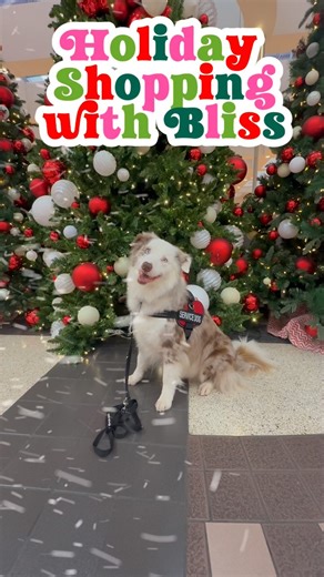 Kikopup on Instagram: "Going to the mall with Bliss for some holiday shopping. He’s such an amazing dog. #bordercollie #dogtraining #dogtrainer #positivereinforcementdogtraining"