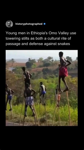 In the Omo Valley of Ethiopia, the Banna tribe practices an incredible, ancient tradition: stilt-walking. Young men master these towering "long sticks" not just as a form of transportation to navigate wet terrain, but also as a way to avoid venomous snakes and other wild animals while herding cattle. More importantly, mastering the stilts is a powerful rite of passage, demonstrating a man's strength, skill, and readiness for adulthood within the community. | History In Pictures