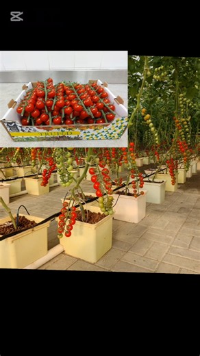 How to Grow Cherry Tomatoes Hydroponically? #tomatoes #hydroponicsfarming #greenhouse #omanfarming
