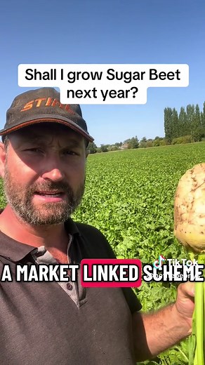 Growing Sugar Beet: A Guide for the Next Year