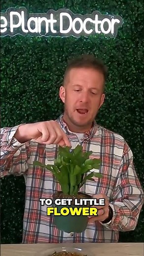 Tips to Make Your Christmas Cactus BLOOM!